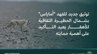 Photo of بالصور.. توثيق نادر للفهد “أماياس” في شمال حظيرة الأهڤار