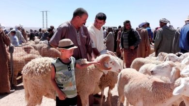 Photo of بعد قرار استيراد مليون رأس من الماشية…تراجع ملحوظ للأسعاربـ”الأسواق المرجعية”